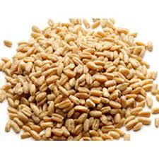 Wheat - Chemical Free, Non GMO Hard White Wheat